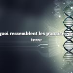 Question : À quoi ressemblent les punaises de la pomme de terre